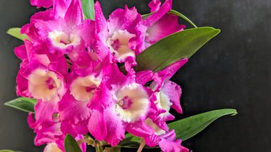 Canlı, pembe ve beyaz Dendrobium orkidelerinin koyu arkaplan üzerine kurulmuş yemyeşil yapraklı görüntüsünü kapat.