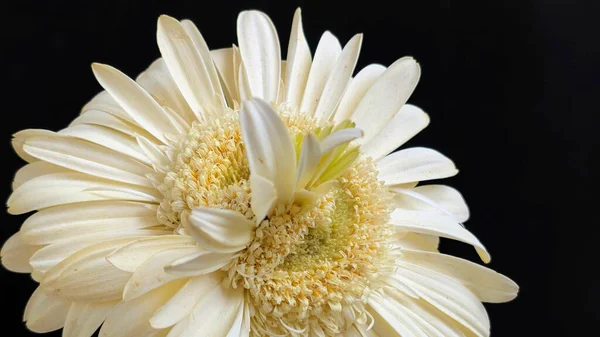 Karanlık arka planda izole edilmiş canlı beyaz bir Gerbera papatyasının yakın görüntüsü