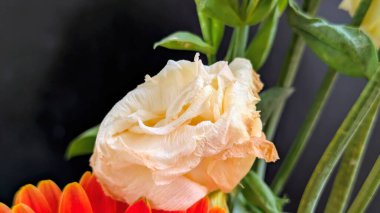 Güzel Eustoma çiçeğinin yakın görüntüsü