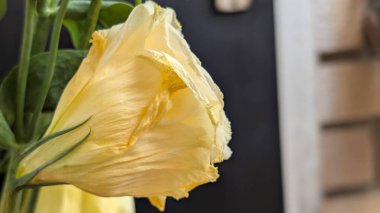 Güzel Eustoma çiçeğinin yakın görüntüsü