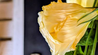 Güzel Eustoma çiçeğinin yakın görüntüsü