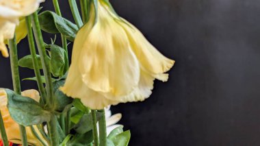 Güzel Eustoma çiçeğinin yakın görüntüsü