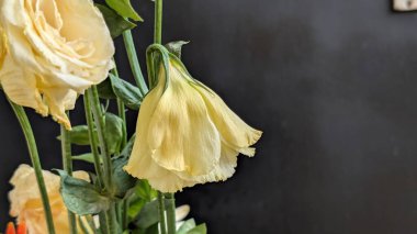 Güzel Eustoma çiçeğinin yakın görüntüsü