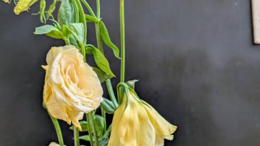 Güzel Eustoma çiçeğinin yakın görüntüsü