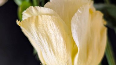 Güzel Eustoma çiçeğinin yakın görüntüsü