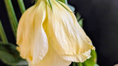 Güzel Eustoma çiçeğinin yakın görüntüsü