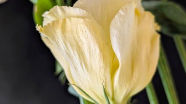 Güzel Eustoma çiçeğinin yakın görüntüsü