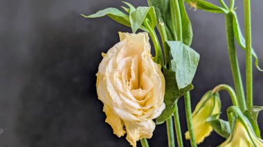 Güzel Eustoma çiçeğinin yakın görüntüsü