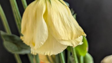 Güzel Eustoma çiçeğinin yakın görüntüsü