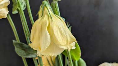 Karanlık arka planda Eustoma çiçeklerini kapat