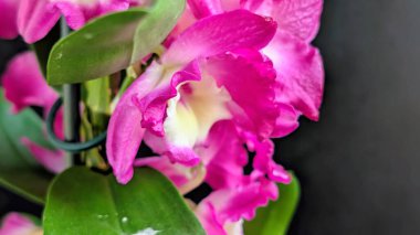 Koyu arkaplanda pembe Dendrobium çiçeklerini kapat