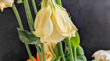 Karanlık arka planda Eustoma çiçeklerini kapat