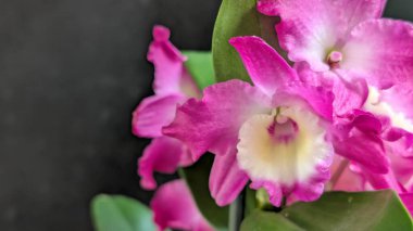 Koyu arkaplanda pembe Dendrobium çiçeklerini kapat