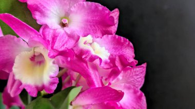 Koyu arkaplanda pembe Dendrobium çiçeklerini kapat