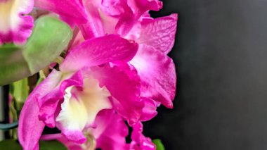 Koyu arkaplanda pembe Dendrobium çiçeklerini kapat