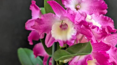 Koyu arkaplanda pembe Dendrobium çiçeklerini kapat