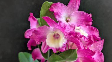 Koyu arkaplanda pembe Dendrobium çiçeklerini kapat