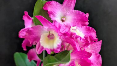 Koyu arkaplanda pembe Dendrobium çiçeklerini kapat