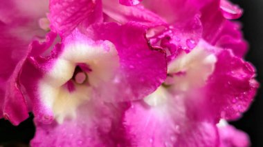 Koyu arkaplanda pembe Dendrobium çiçeklerini kapat