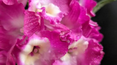 Koyu arkaplanda pembe Dendrobium çiçeklerini kapat