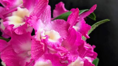 Koyu arkaplanda pembe Dendrobium çiçeklerini kapat