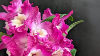 Koyu arkaplanda pembe Dendrobium çiçeklerini kapat