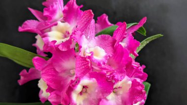 Koyu arkaplanda pembe Dendrobium çiçeklerini kapat