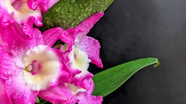 Koyu arkaplanda pembe Dendrobium çiçeklerini kapat