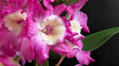 Koyu arkaplanda pembe Dendrobium çiçeklerini kapat