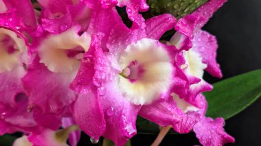 Koyu arkaplanda pembe Dendrobium çiçeklerini kapat