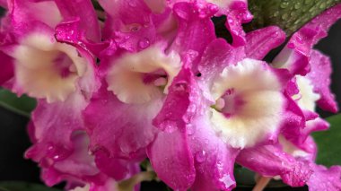 Koyu arkaplanda pembe Dendrobium çiçeklerini kapat