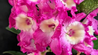 Koyu arkaplanda pembe Dendrobium çiçeklerini kapat