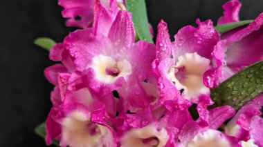 Koyu arkaplanda pembe Dendrobium çiçeklerini kapat