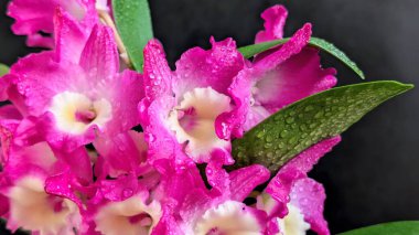 Koyu arkaplanda pembe Dendrobium çiçeklerini kapat