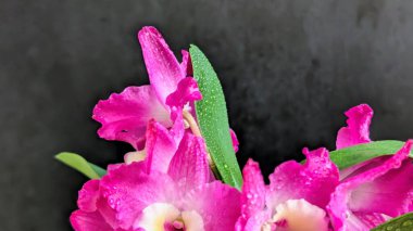 Koyu arkaplanda pembe Dendrobium çiçeklerini kapat