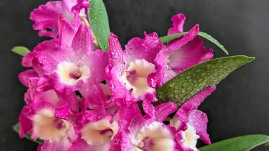 Koyu arkaplanda pembe Dendrobium çiçeklerini kapat