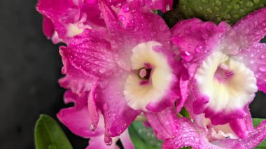 Koyu arkaplanda pembe Dendrobium çiçeklerini kapat