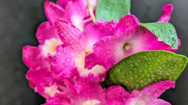 Koyu arkaplanda pembe Dendrobium çiçeklerini kapat