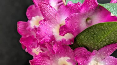 Koyu arkaplanda pembe Dendrobium çiçeklerini kapat