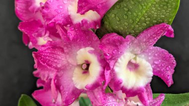 Koyu arkaplanda pembe Dendrobium çiçeklerini kapat