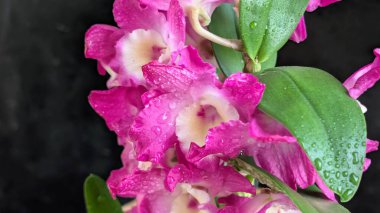 Koyu arkaplanda pembe Dendrobium çiçeklerini kapat