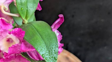 Koyu arkaplanda pembe Dendrobium çiçeklerini kapat