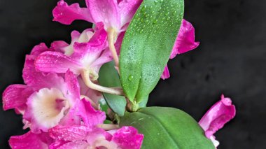 Koyu arkaplanda pembe Dendrobium çiçeklerini kapat