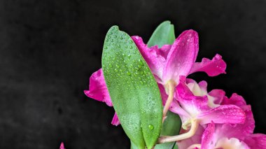 Koyu arkaplanda pembe Dendrobium çiçeklerini kapat