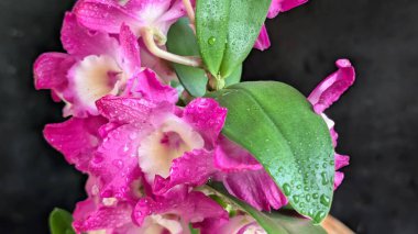 Koyu arkaplanda pembe Dendrobium çiçeklerini kapat