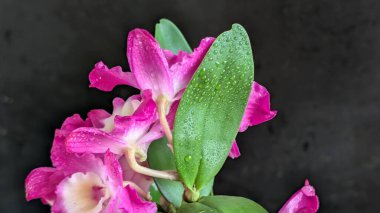 Koyu arkaplanda pembe Dendrobium çiçeklerini kapat