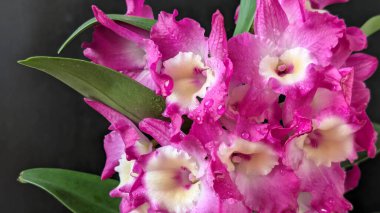 Koyu arkaplanda pembe Dendrobium çiçeklerini kapat