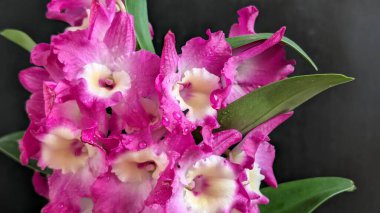 Koyu arkaplanda pembe Dendrobium çiçeklerini kapat