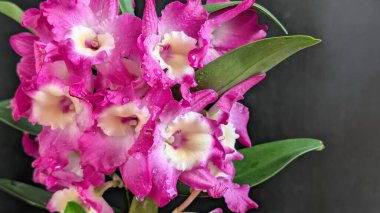 Koyu arkaplanda pembe Dendrobium çiçeklerini kapat