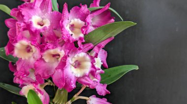 Koyu arkaplanda pembe Dendrobium çiçeklerini kapat